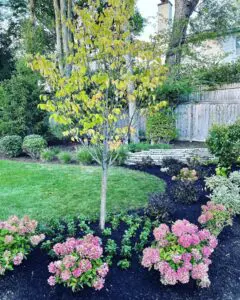 A beautiful yellow tree in the garden with flowers